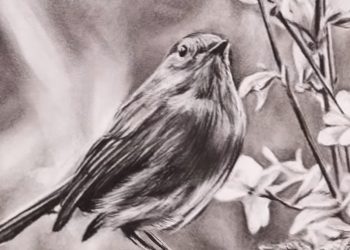 HOW TO DRAW | Basics of Charcoal Drawing for Beginners